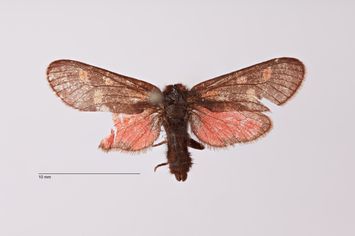 Vorschaubild Zygaena (Agrumenia) transpamirina nuksanensis Koch, 1937